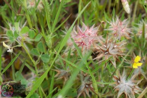 trifolium stellatum (2).jpg